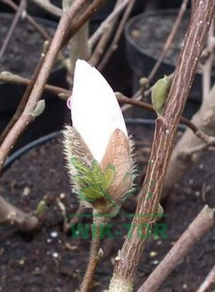 Magnolia gwiaździsta