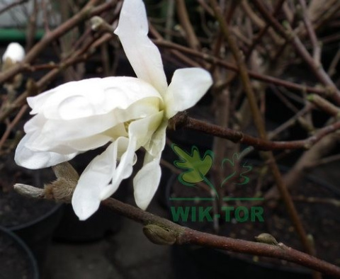 Magnolia gwiaździsta
