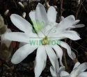Magnolia gwiaździsta