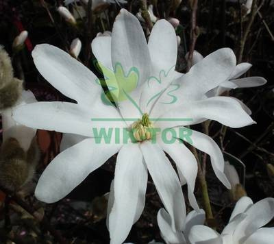 Magnolia gwiaździsta