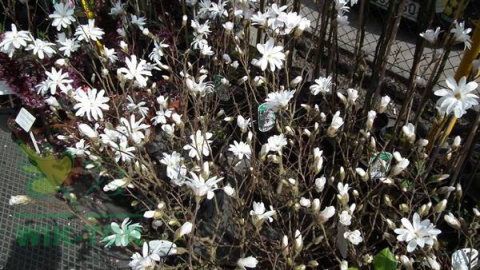 Magnolia gwiaździsta