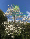 Magnolia gwiaździsta
