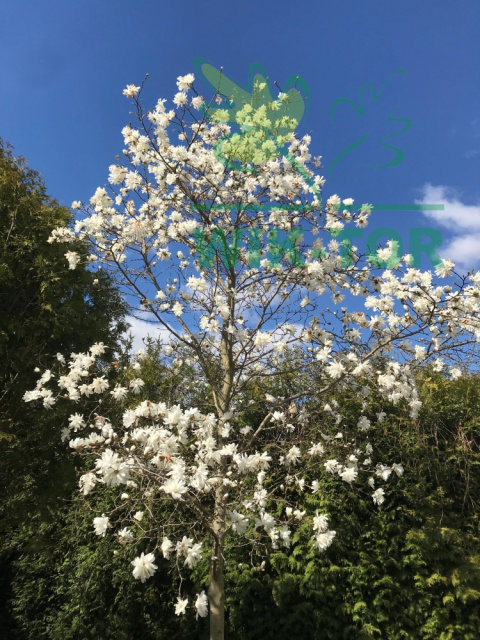 Magnolia gwiaździsta