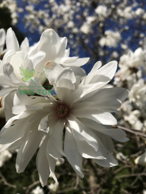 Magnolia gwiaździsta