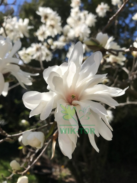 Magnolia gwiaździsta