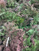 Mikrobiota syberyjska