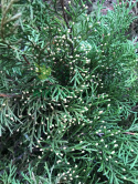 Mikrobiota syberyjska