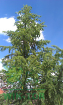 Modrzew europejski