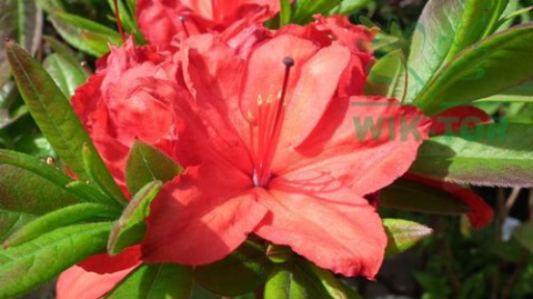 Osmocote 2w1 do Rododendronów i Hortensji 300g
