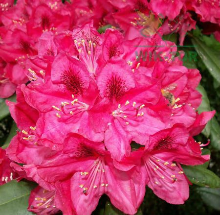 Osmocote 2w1 do Rododendronów i Hortensji 300g