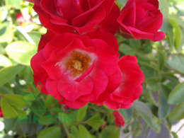 Róża okrywowa Red Alex