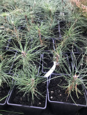 Sosna czarna Pyramidalis
