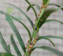 Sumin KoloradoControl 100g