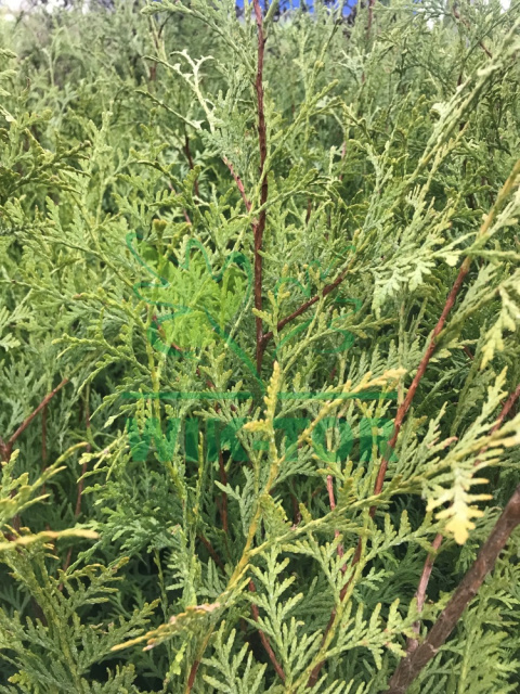 Żywotnik zachodni Brabant Thuja Żywotnik zachodni Brabant Thuja