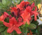 Azalia wielkokwiatowa Doloroso