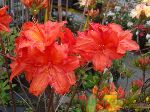 Azalia wielkokwiatowa Doloroso