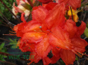 Azalia wielkokwiatowa Doloroso