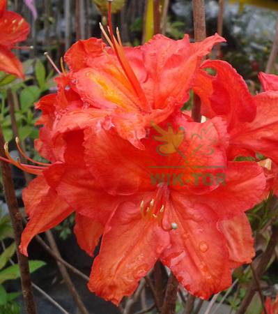 Azalia wielkokwiatowa Doloroso