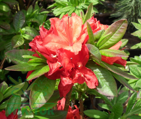 Azalia wielkokwiatowa Doloroso