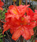 Azalia wielkokwiatowa Doloroso