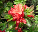 Azalia wielkokwiatowa Doloroso