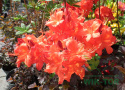 Azalia wielkokwiatowa Glowing Embers