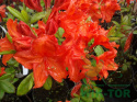 Azalia wielkokwiatowa Glowing Embers