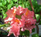 Azalia wielkokwiatowa Juanita