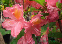 Azalia wielkokwiatowa Juanita