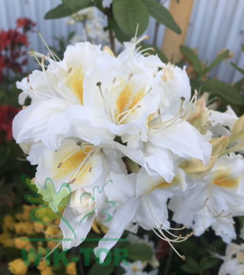 Azalia wielkokwiatowa Schneegold
