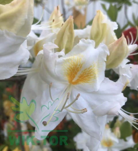 Azalia wielkokwiatowa Schneegold