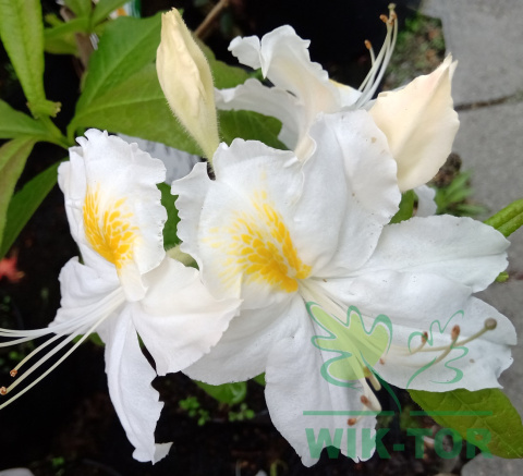 Azalia wielkokwiatowa Schneegold