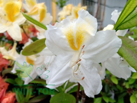 Azalia wielkokwiatowa Schneegold