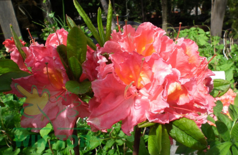 Azalia wielkokwiatowa Juanita