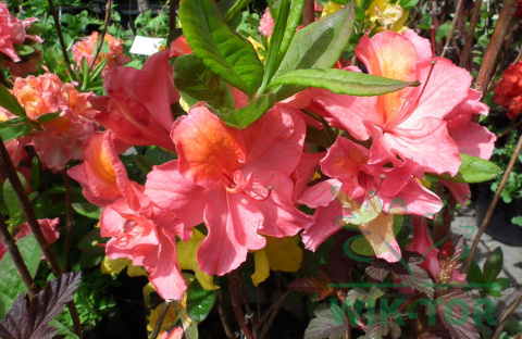 Azalia wielkokwiatowa Juanita