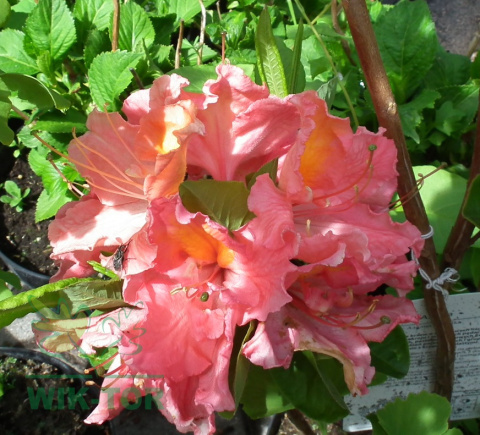 Azalia wielkokwiatowa Juanita