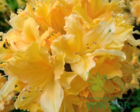 Azalia wielkokwiatowa Windsor Sunbeam