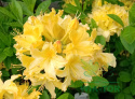 Azalia wielkokwiatowa Windsor Sunbeam