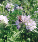 Facelia błękitna Stala 0,5kg C1