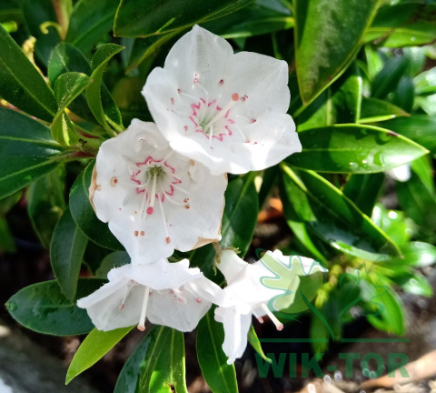 Kalmia szerokolistna Elf