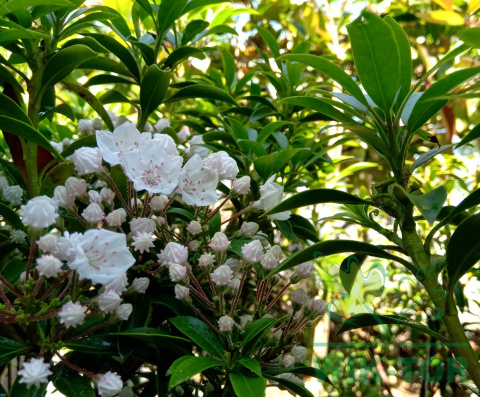 Kalmia szerokolistna Elf