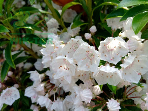 Kalmia szerokolistna Elf