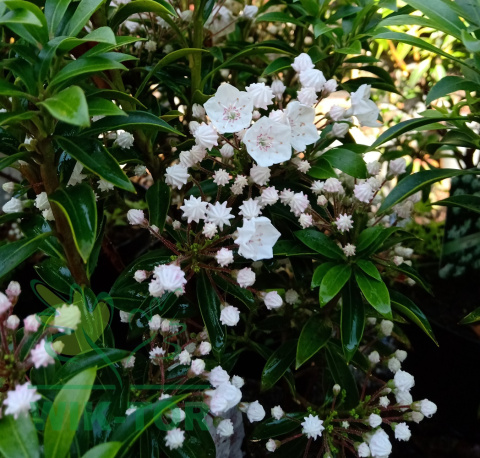 Kalmia szerokolistna Elf
