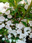 Kalmia szerokolistna Elf