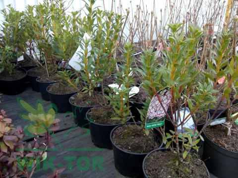 Kalmia szerokolistna Elf