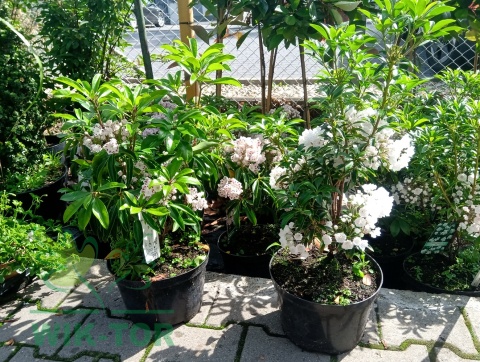 Kalmia szerokolistna Keepsake