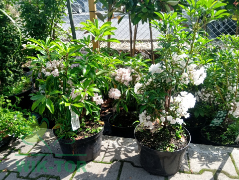 Kalmia szerokolistna Radiata