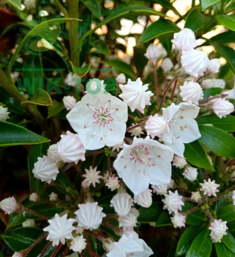 Kalmia szerokolistna Elf