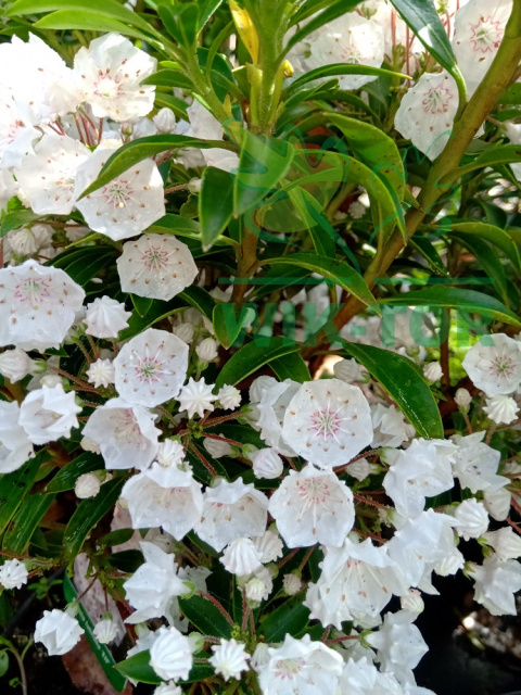 Kalmia szerokolistna Elf