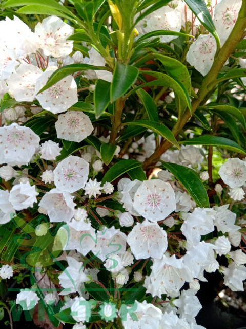 Kalmia szerokolistna Elf